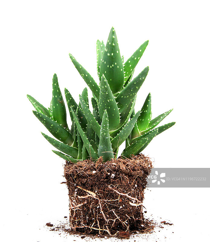 白色背景下的库拉索芦荟图片素材
