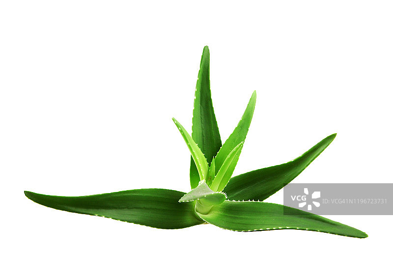 芦荟是芦荟属的多肉植物图片素材