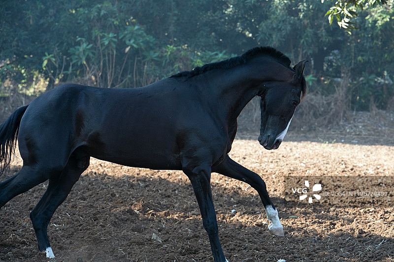 自由奔跑的黑色马瓦里种马，印度古吉拉特邦图片素材