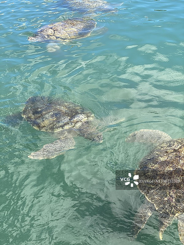 大开曼岛绿海龟图片素材