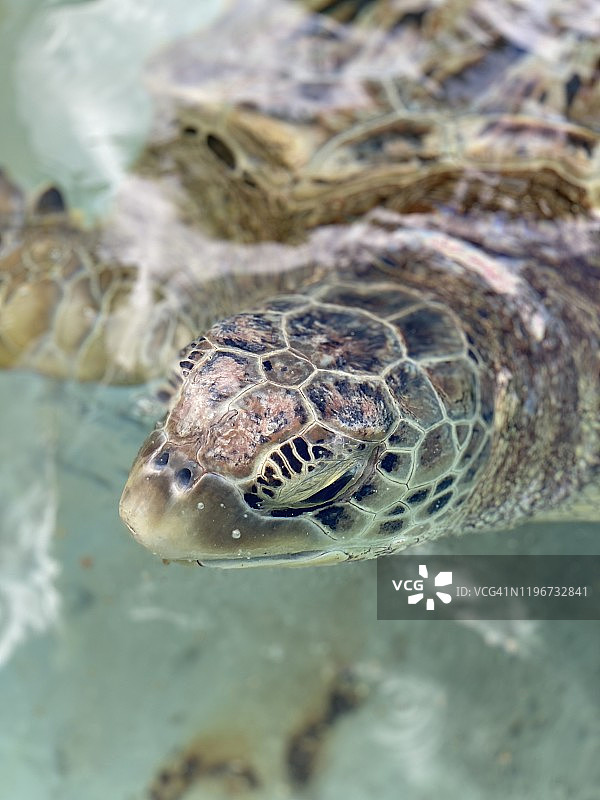 大开曼岛绿海龟图片素材