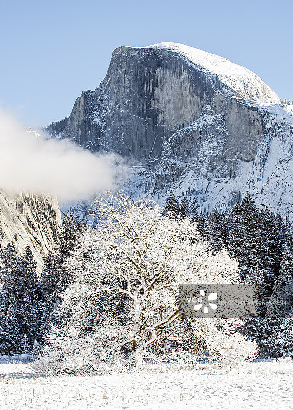 约塞米蒂国家公园的黑橡树和半圆顶图片素材