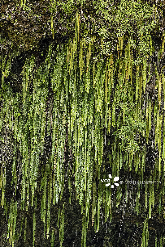 波士顿剑蕨图片素材
