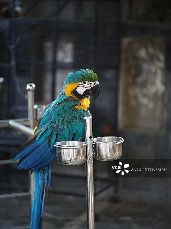 蓝色和金色金刚鹦鹉图片素材