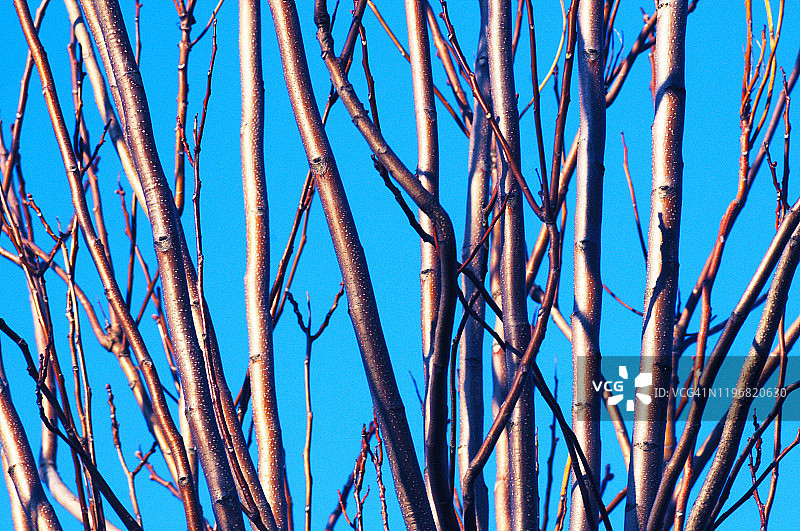 冬天的树图片素材