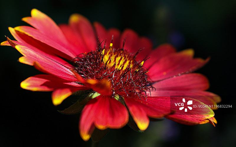 深色背景上的天人菊微距摄影图片素材