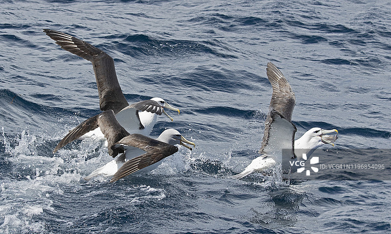 白顶信天翁图片素材