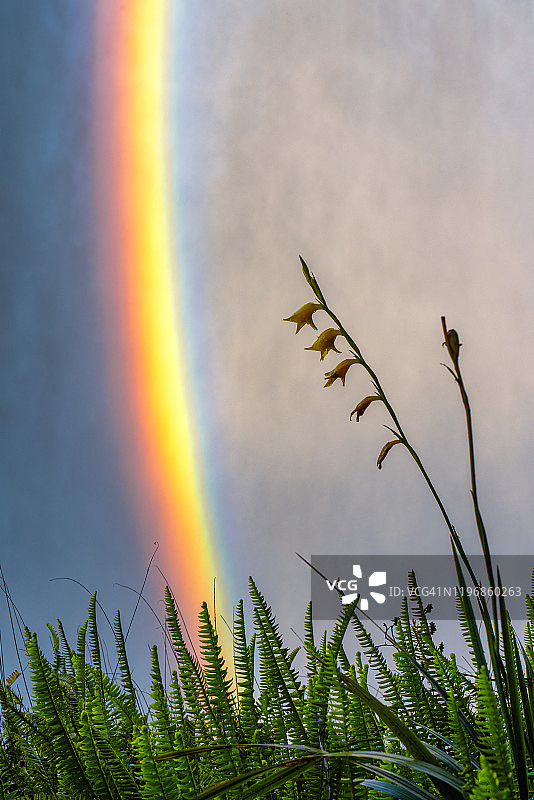 维多利亚瀑布上的雾虹图片素材