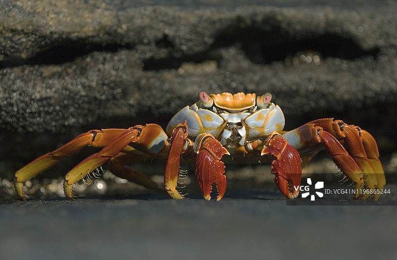 厄瓜多尔加拉帕戈斯国家公园的轻捷滨蟹图片素材