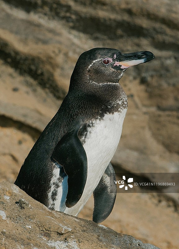 加拉帕戈斯企鹅（Spheniscus mendiculus），伊莎贝拉岛，加拉帕戈斯群岛，厄瓜多尔图片素材