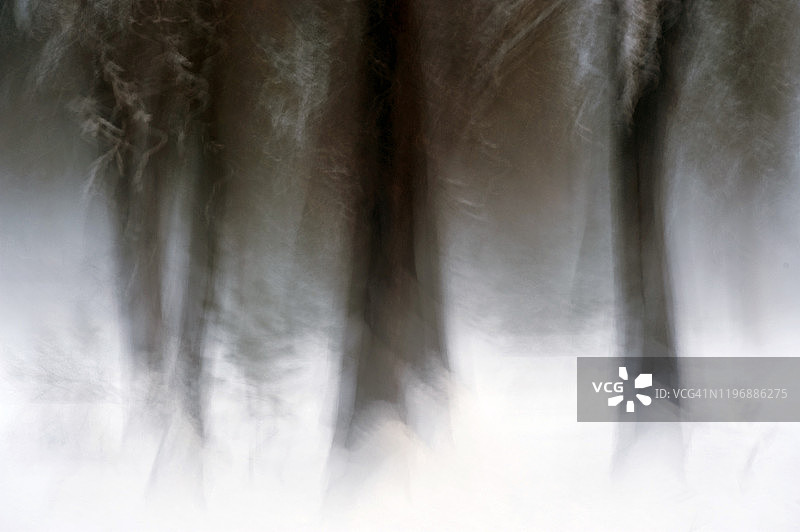 冬季优胜美地国家公园的树木图片素材