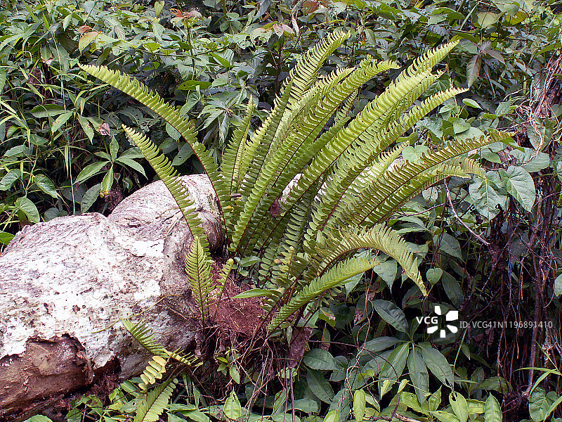 印度尼西亚的森林蕨类植物图片素材