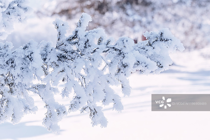 雪覆盖的圣诞节冰霜冰雪特写松树枝圣诞卡图片素材
