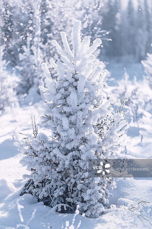 阿尔泰西伯利亚森林冬季雪景杉树景观图片素材