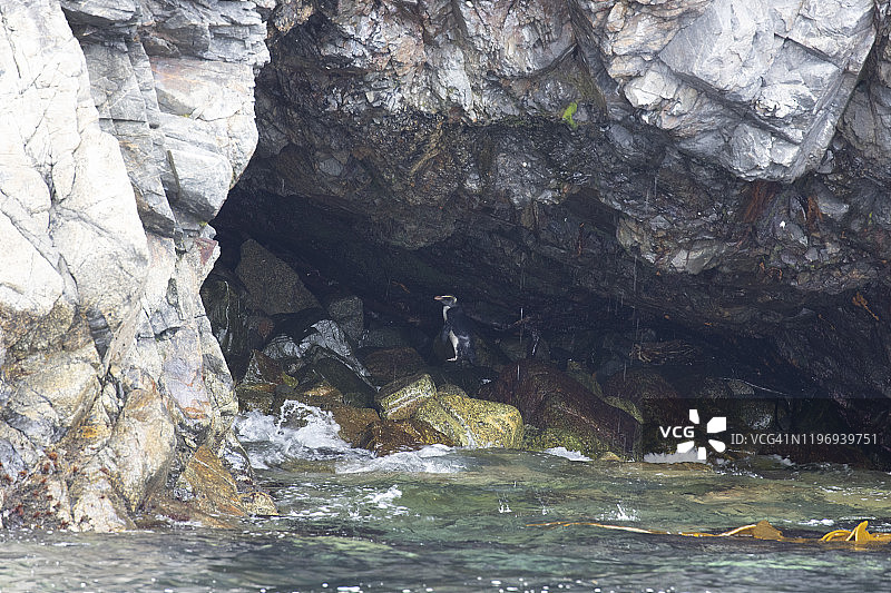 峡湾冠企鹅图片素材