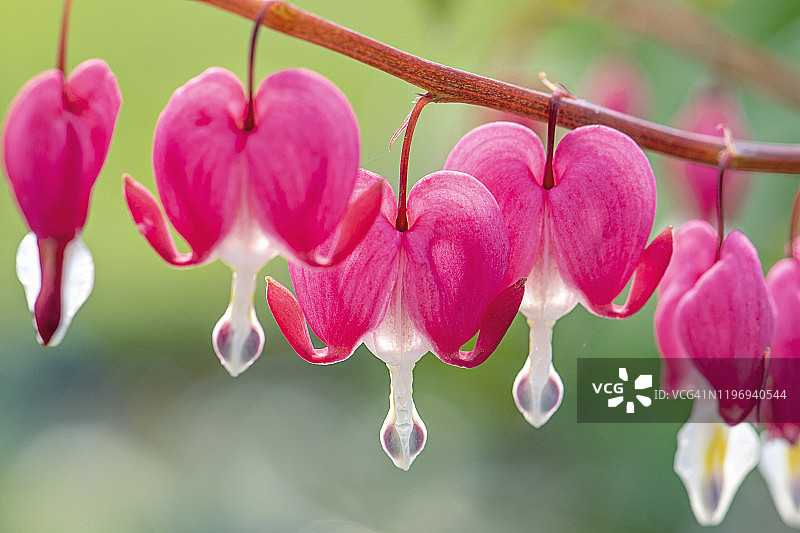 美丽的心形粉红色荷包牡丹花朵特写图片素材