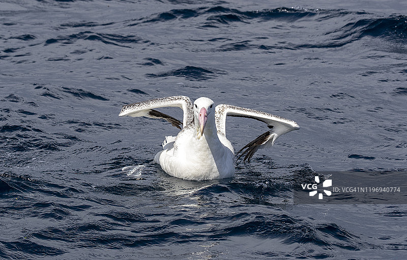 南皇家信天翁图片素材