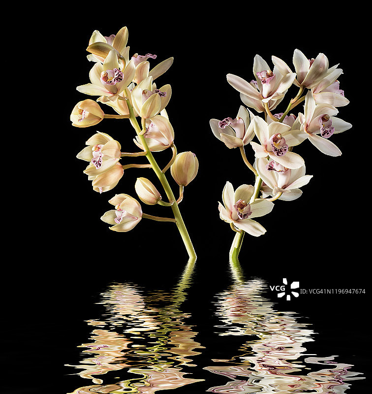 兰花（虎头兰）树枝影棚拍摄，黑色背景倒影在水中图片素材