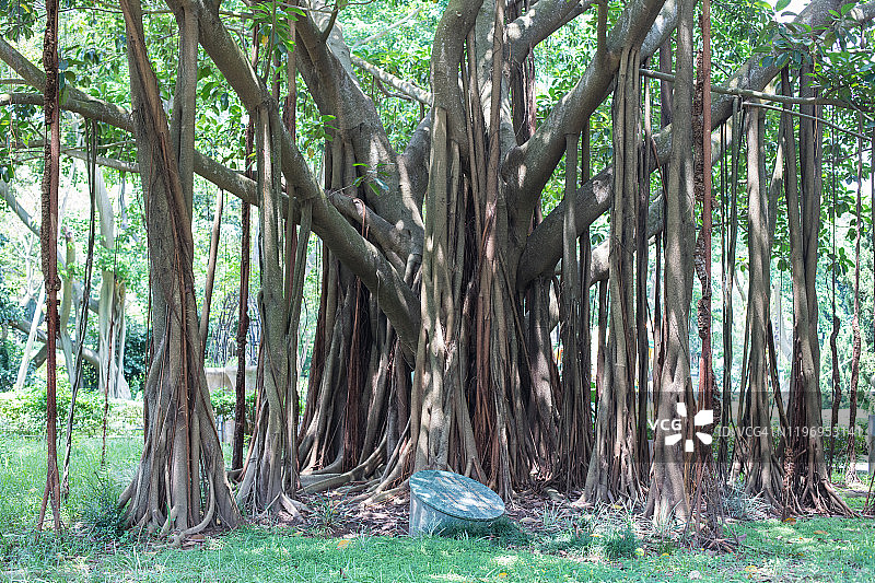 中国香港的公园图片素材