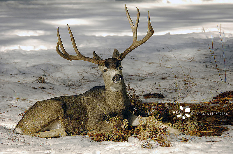 加利福尼亚优胜美地国家公园中的骡鹿图片素材