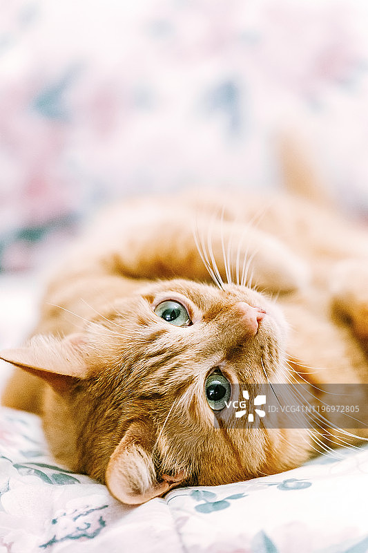 姜黄色的猫睡在花纹地毯上图片素材