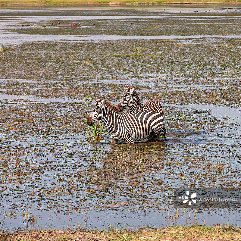 安博塞利国家公园湖中饮水的斑马图片素材