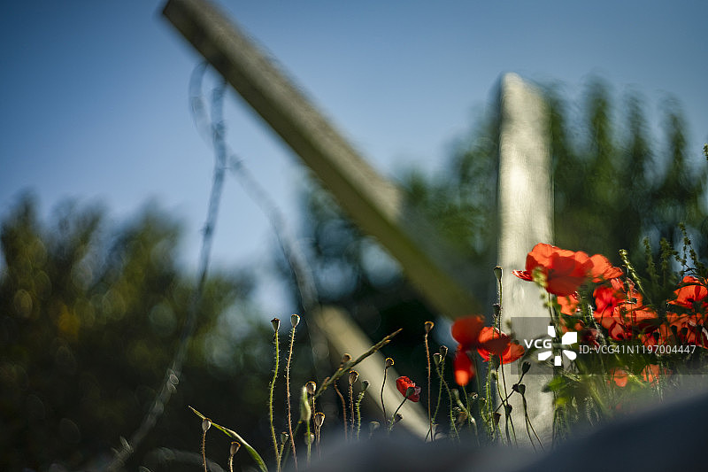 废弃的德国碉堡上的罂粟花图片素材