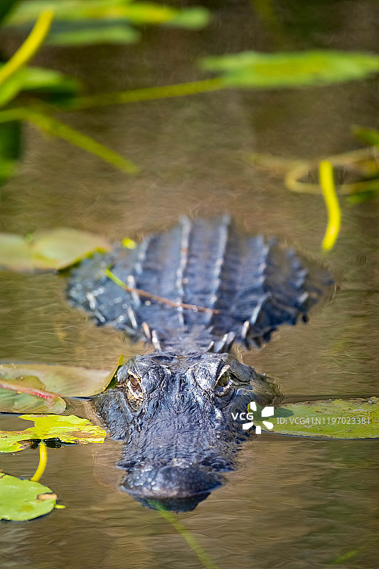 佛罗里达大沼泽地潜伏在睡莲丛中的鳄鱼图片素材