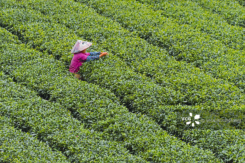 中国广西三江，茶农在茶园采摘茶叶图片素材