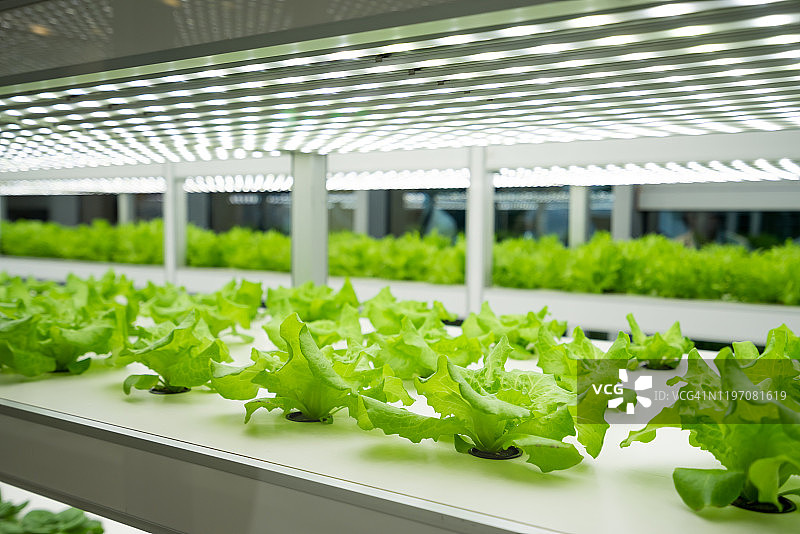 蔬菜农场图片素材