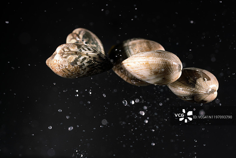 高速同步拍摄的鲜花蛤蜊图片素材