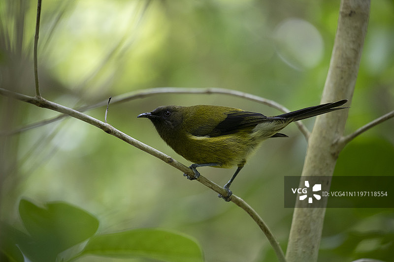 新西兰钟鸟图片素材
