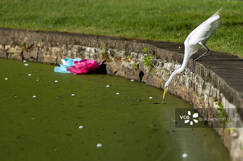 翠茵公墓的白鹭图片素材