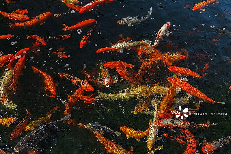 Green-Wood公园里害羞的鱼图片素材