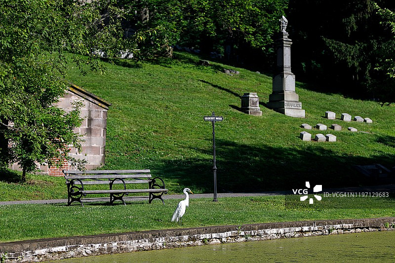 翠茵公墓的白鹭图片素材