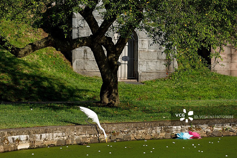 翠茵公墓的白鹭图片素材