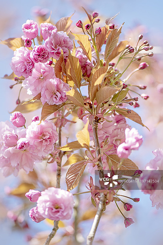 春天盛开的粉色樱花 ‘关山’特写图片素材