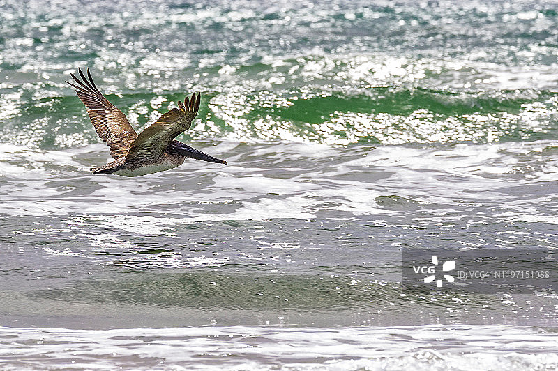飞跃海湾图片素材