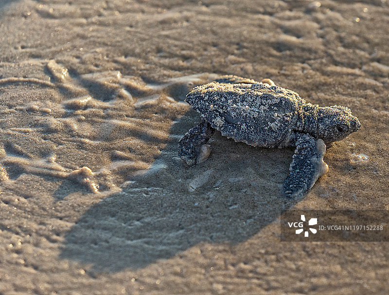 婴儿与相机图片素材