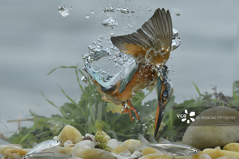 翠鸟捕鱼图片素材