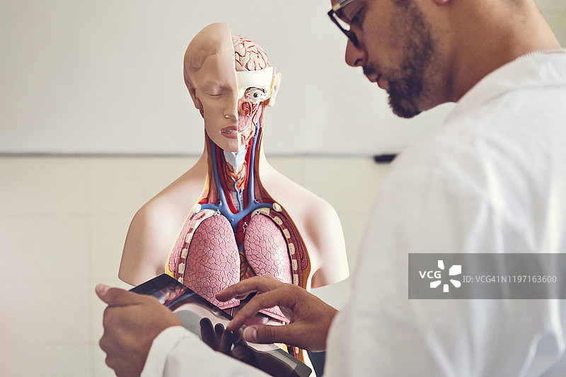 医学生使用数字平板电脑观察人体模型图片素材