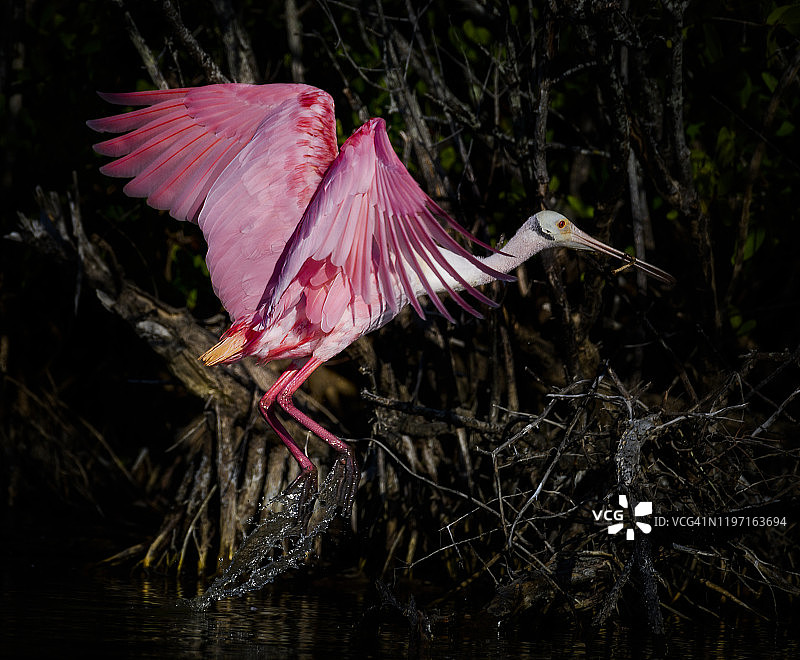 在佛罗里达州迈尔斯堡海滩忙于筑巢的琵鹭图片素材
