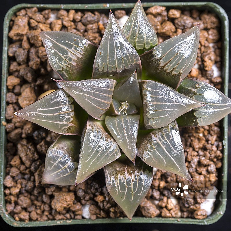overhead shot of a Haworthia mutica succulent图片素材