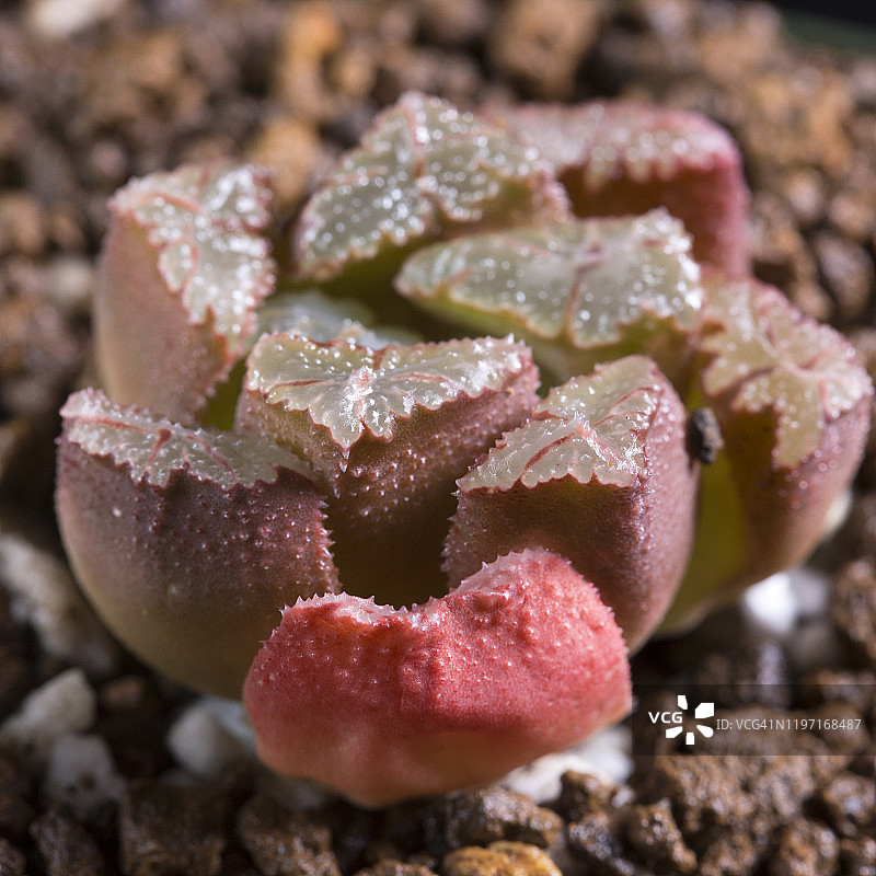 红绿色鹰爪草多肉植物四分之三侧面照图片素材