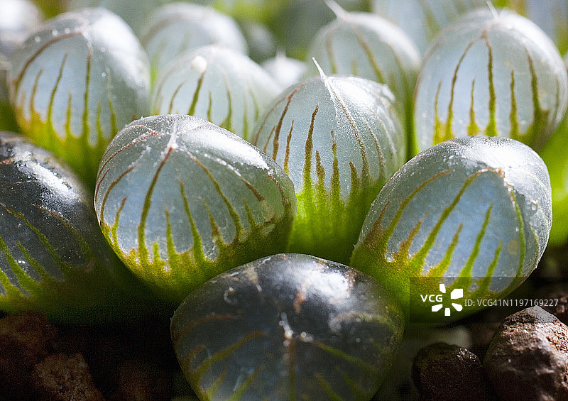 罕见琉璃殿十二卷多肉植物的超近距离特写图片素材