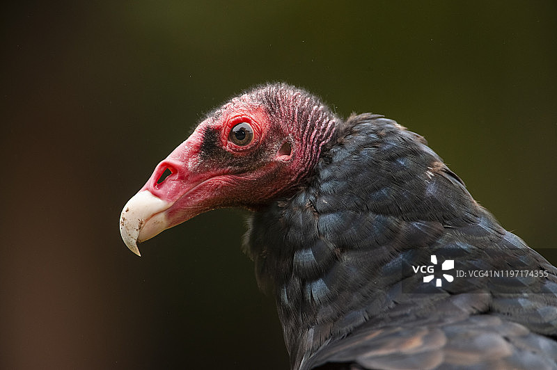 红头美洲鹫图片素材