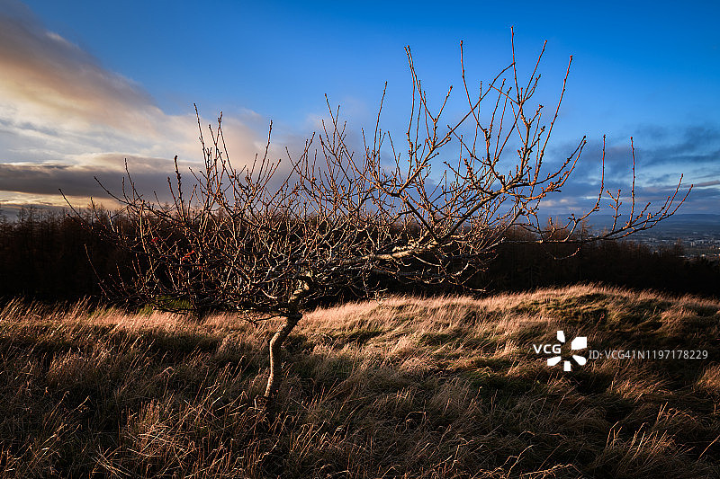冬季落叶树图片素材