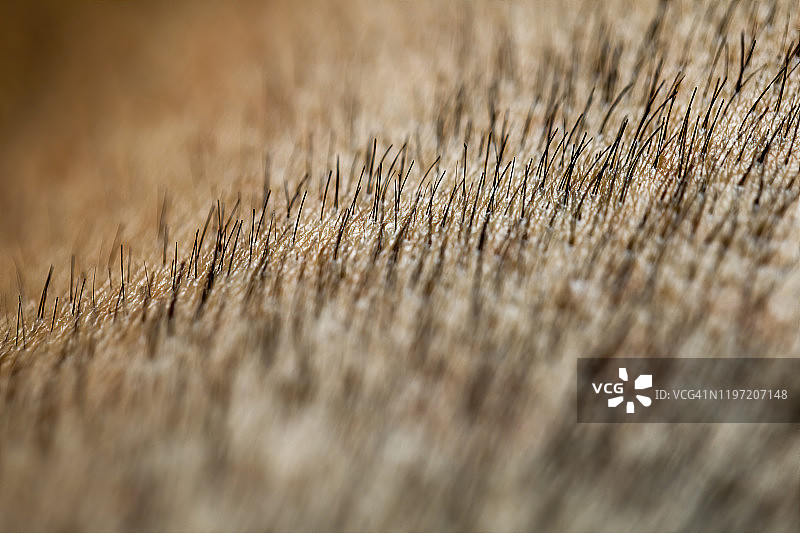 短 stubble图片素材