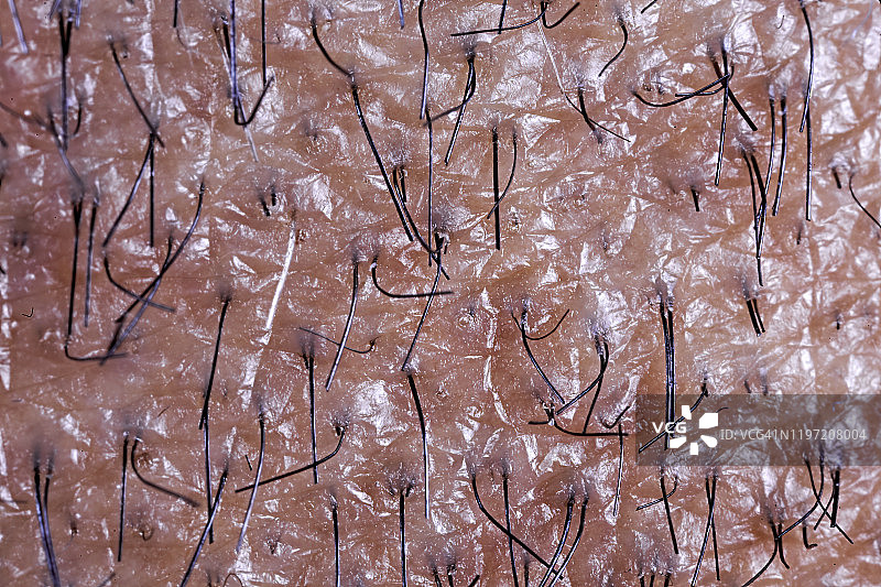 短 stubble图片素材