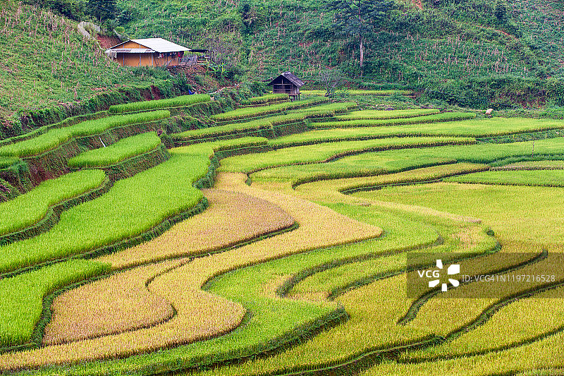 木 Cang Chai 雨季的绿色梯田稻田图片素材